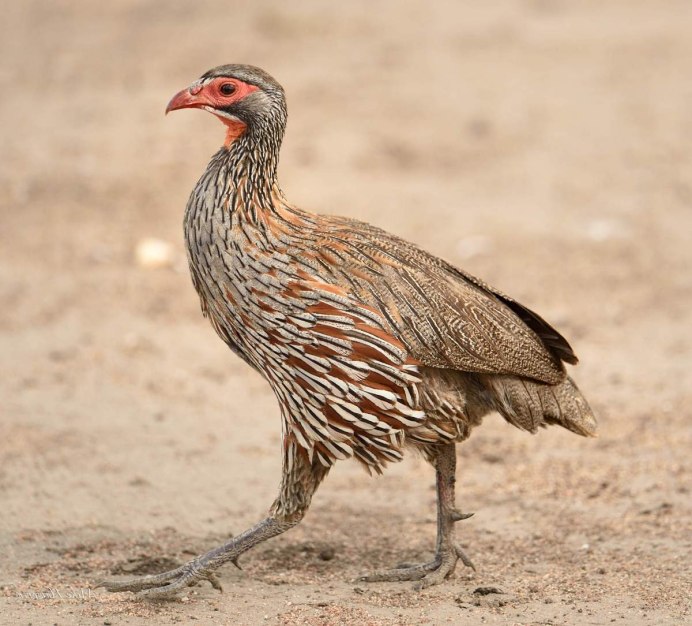 Турач Francolinus Francolinus