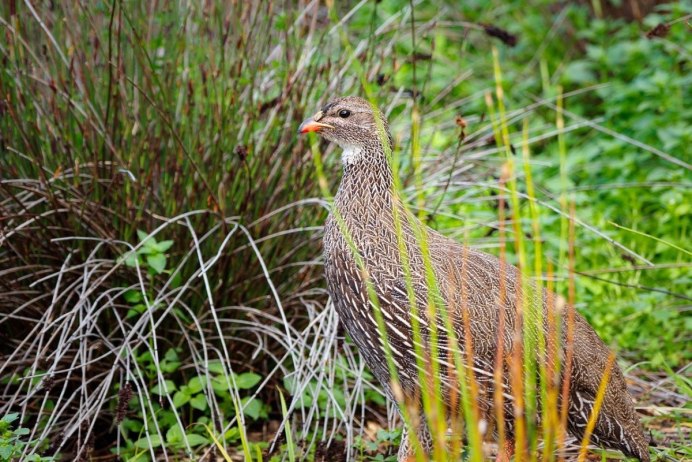 Francolinus Francolinus