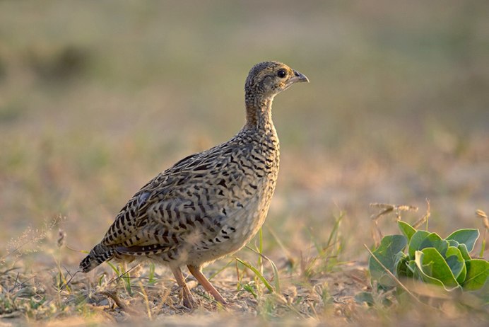 Капский Турач (Francolinus capensis)