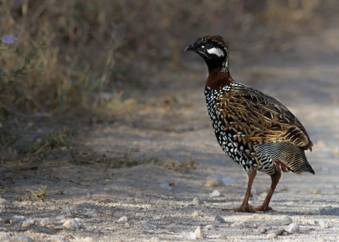 Турач Francolinus Francolinus