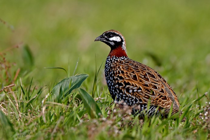 Турач Francolinus Francolinus