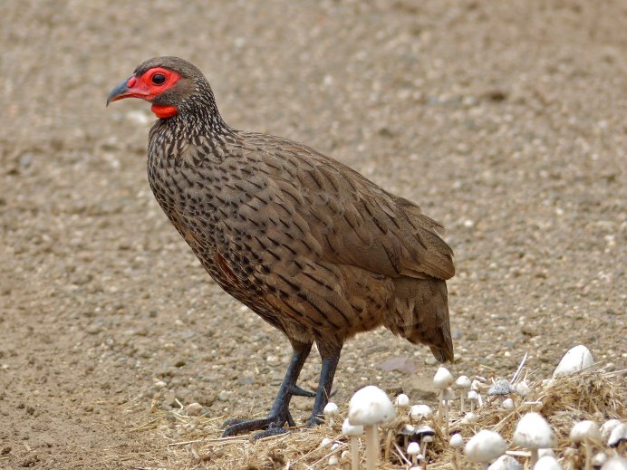 Капский Турач (Francolinus capensis)