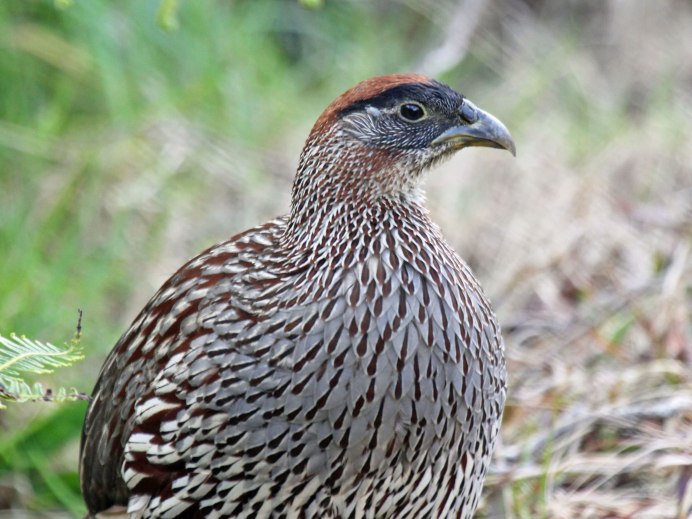 Francolinus Francolinus