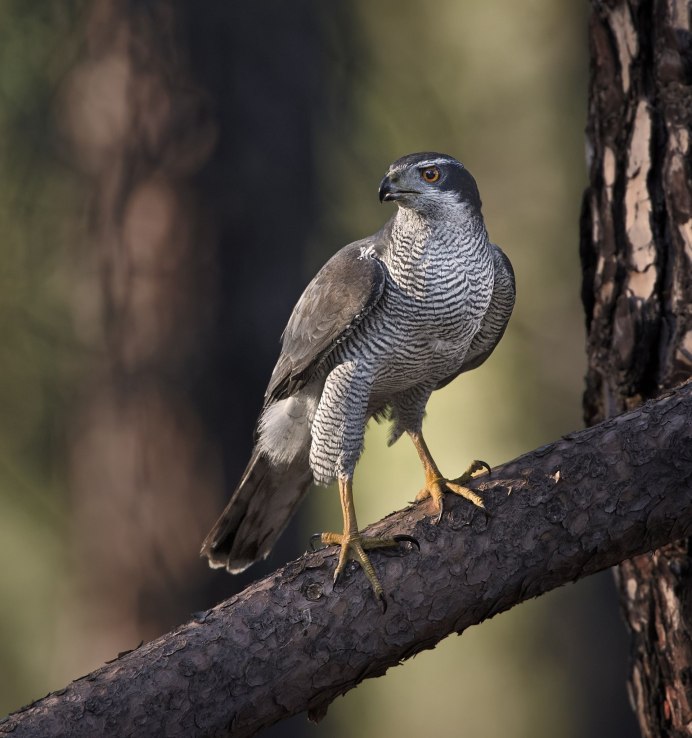 Ястреб - тетеревятник (Accipiter gentilis)