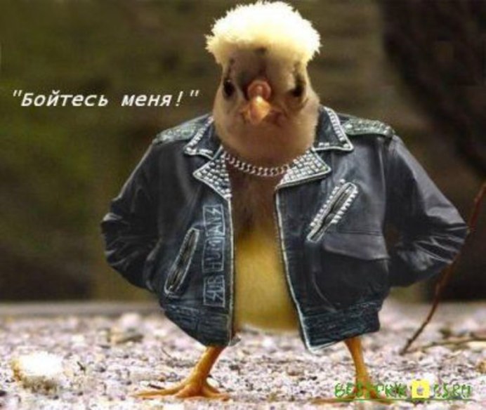 Человек петух