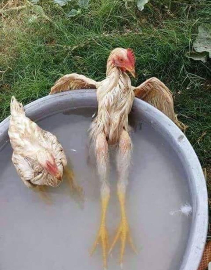 Худая курица