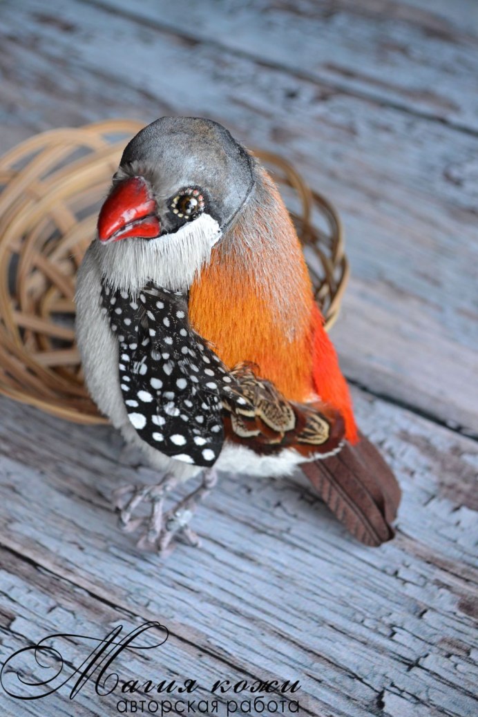 Gouldian Finch птенец
