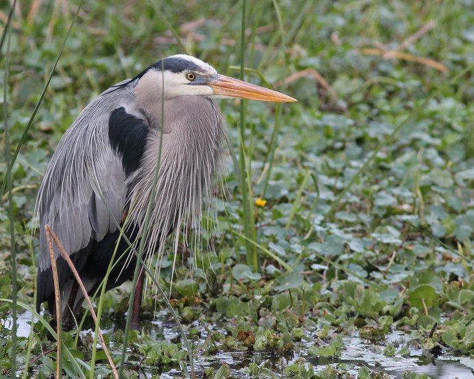 Great Blue Heron Ardea herodias