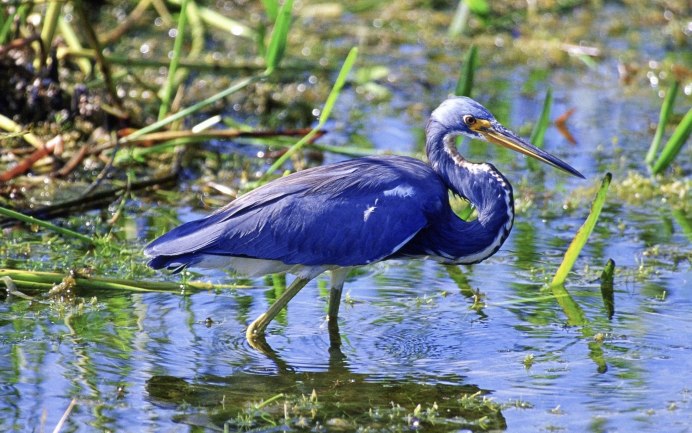 Reddish Egret птица