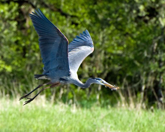 Reddish Egret
