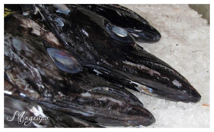 Рыба большеголовый алепизавр