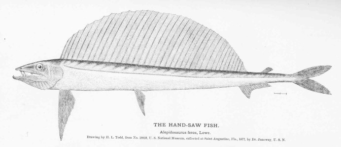 Эшпада Мадейра