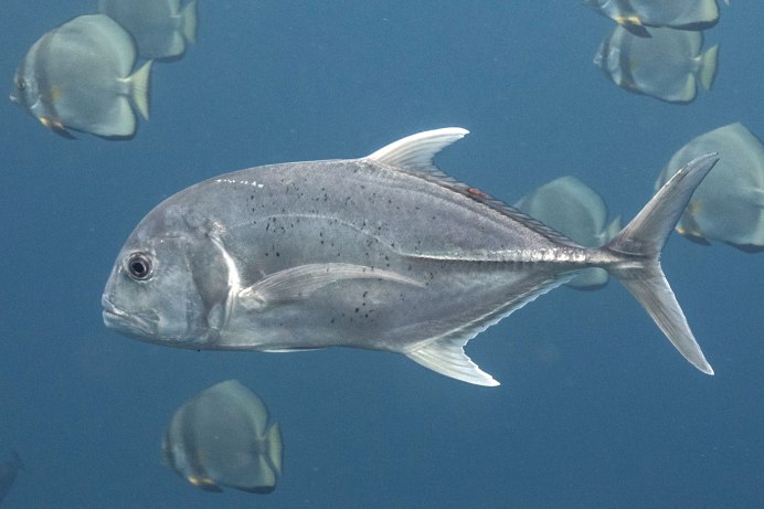 Лептуракант рыба