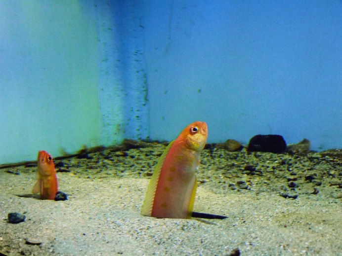 Гренландская Полярная акула