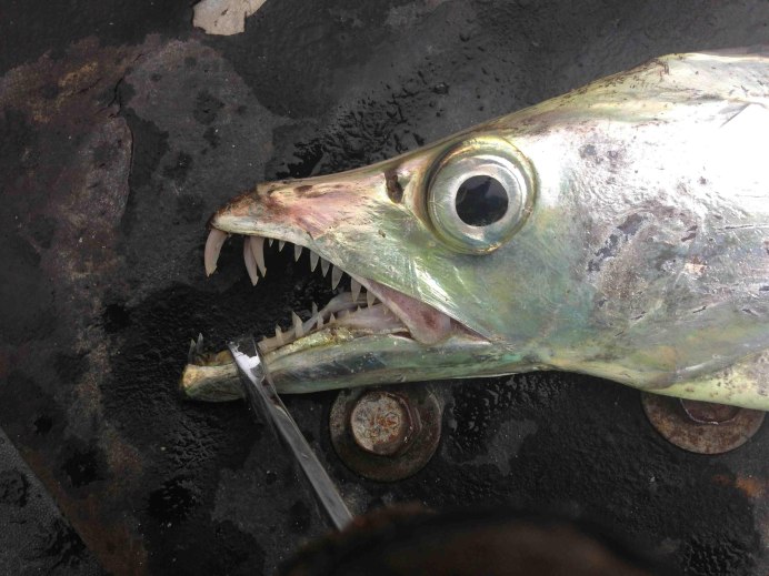 Лептуратагат мадоголовый