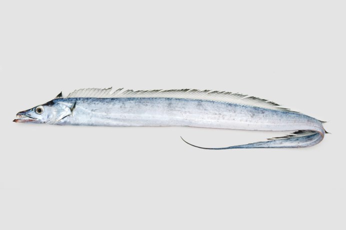 Лептуракант рыба