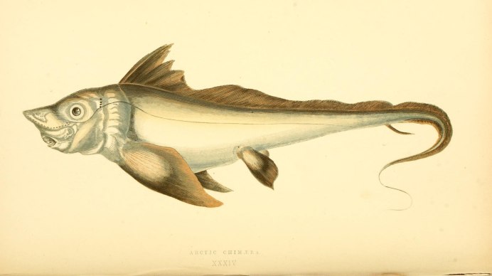 Chimaera monstrosa Linnaeus