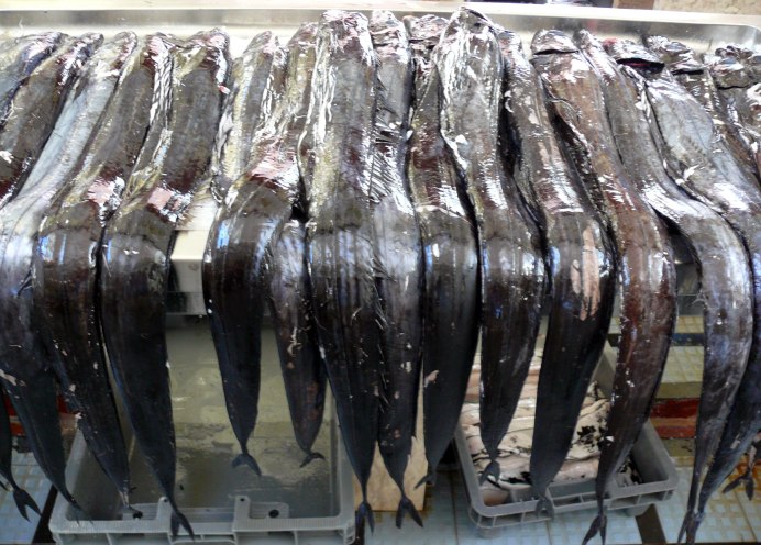 Фото этой рыбы Шабля