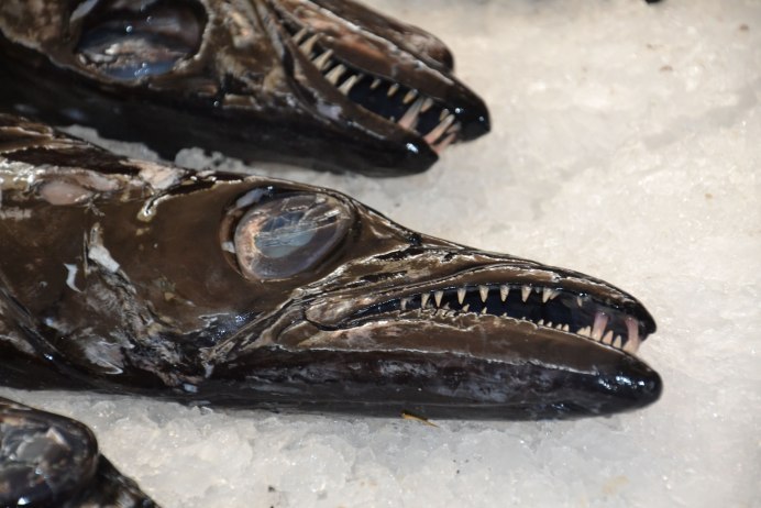 Австралийская рыба-лента