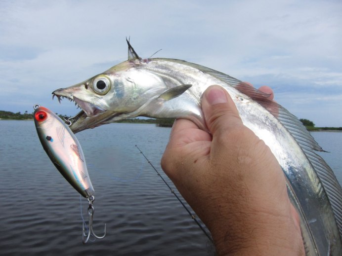 Лептуракант малоголовый