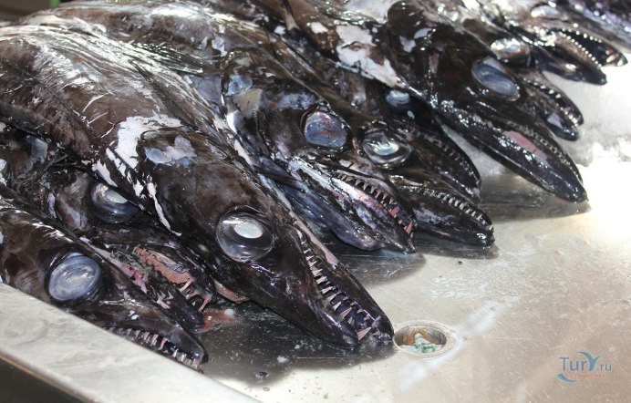 Рыба Aluterus Scriptus