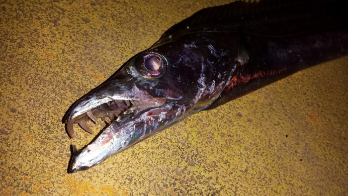 Живой скот, сушеная рыба, шкуры животных