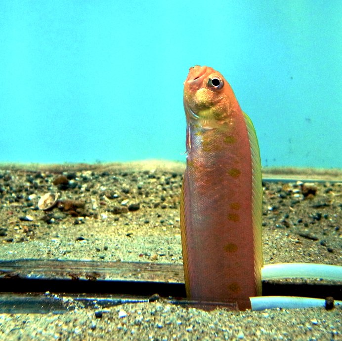 Рыба бычок в Средиземном море