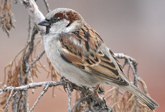 Воробей домовый passer domesticus