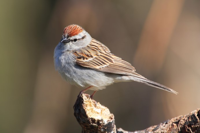 Passer moabiticus