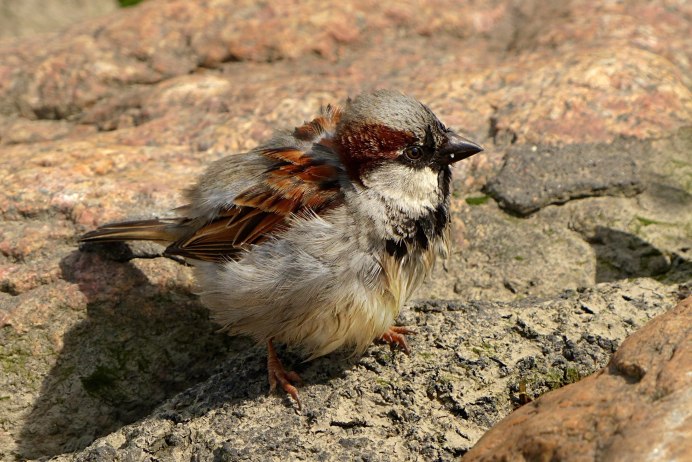 Petronia Petronia