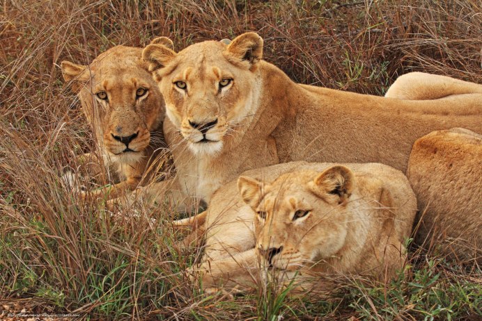 Lion Сенегальский Лев