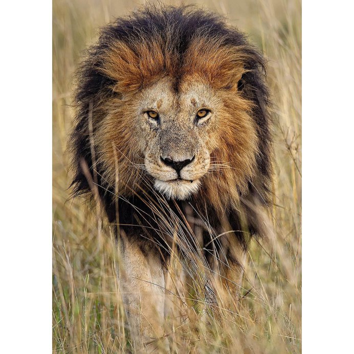 Safari Лев