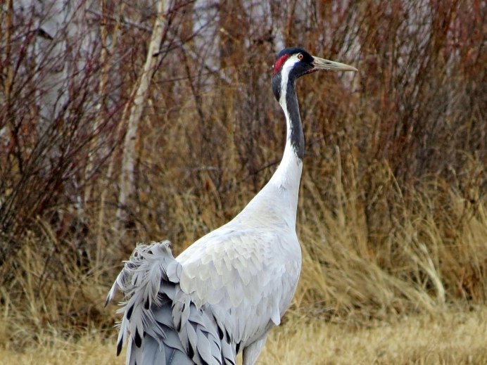 Серый журавль (Grus Grus (l.)