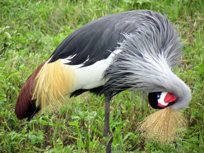 Японский (Уссурийский) журавль Grus japonensis