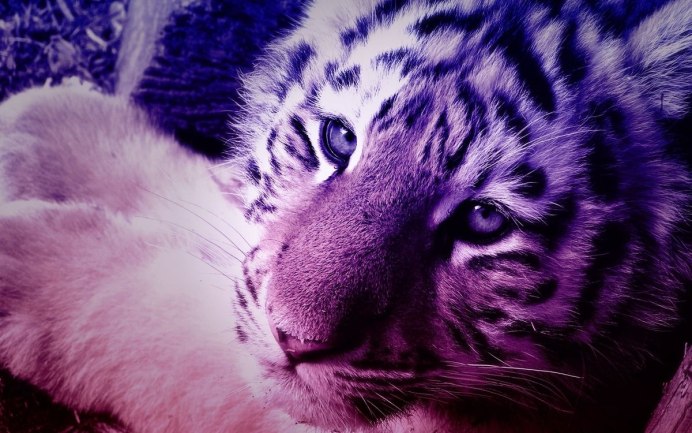Lights for Tiger