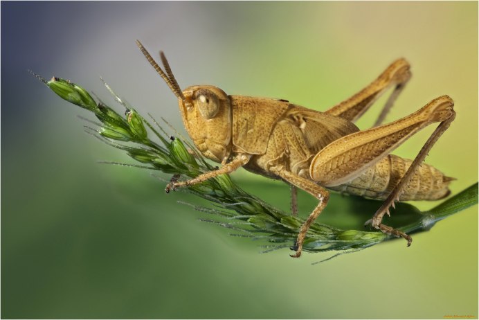 Кузнечик Лейхарда