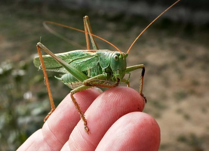 Кузнечик белолобый Decticus albifrons