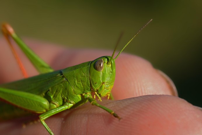 Euchorthippus pulvinatus