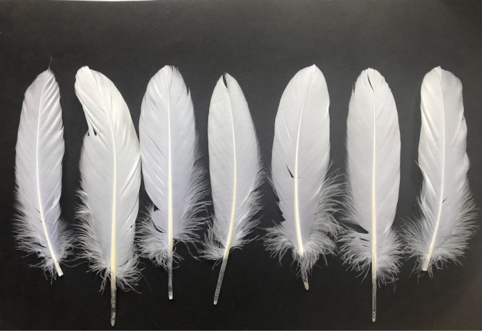 Белое перо