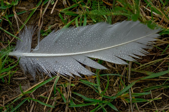 Перо лебедя