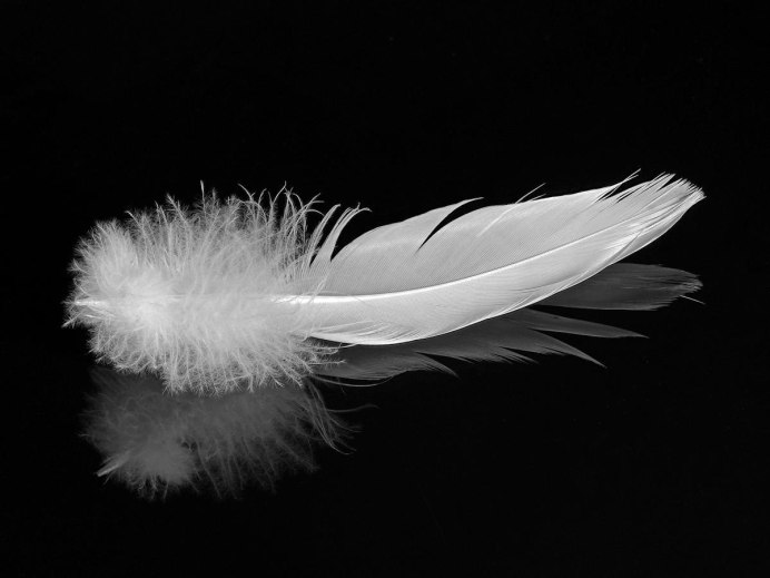 Перо белое голубиное