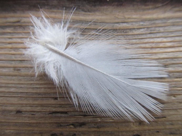 Белое перо