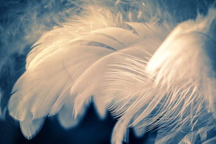 Хвост лебедя