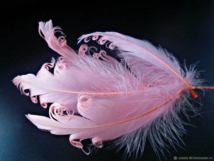 Перо курицы