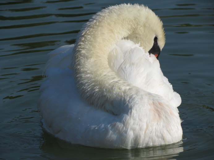 Перо лебедя