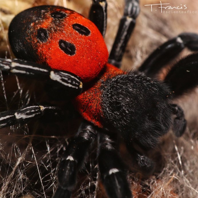 Паук Божья коровка (Eresus cinnaberinus)