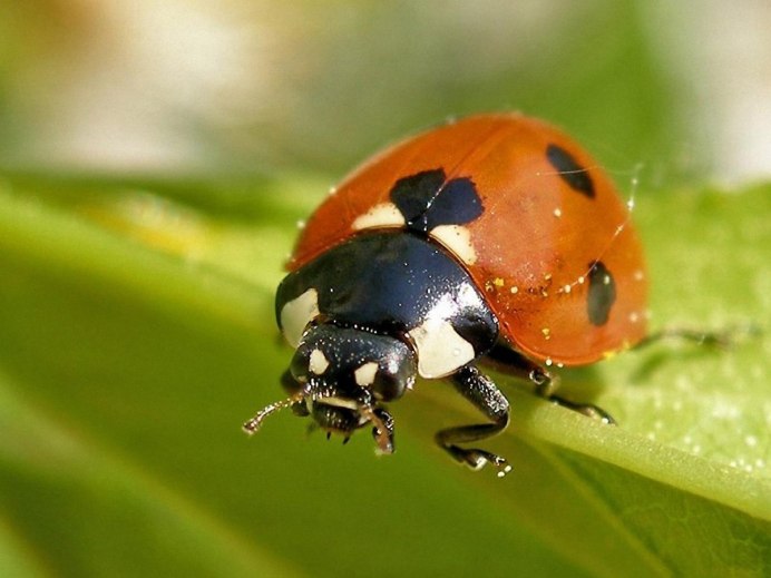 Паук Божья коровка (Eresus cinnaberinus)