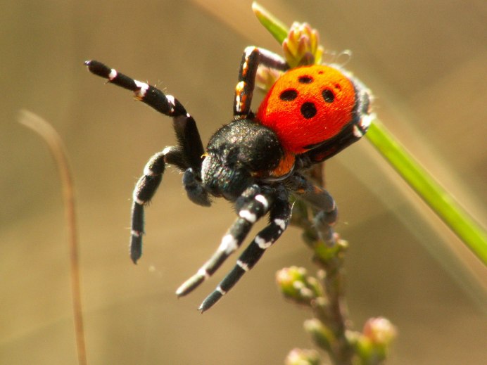 Paraplectana tsushimensis