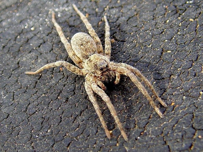 Тарантул Lycosa Narbonensis