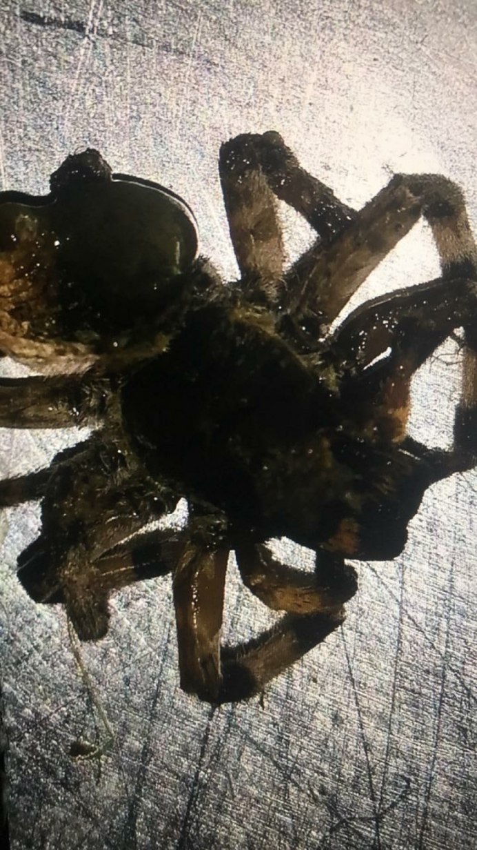 Tarentula hispanica